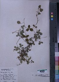 Media resource of Teramnus repens