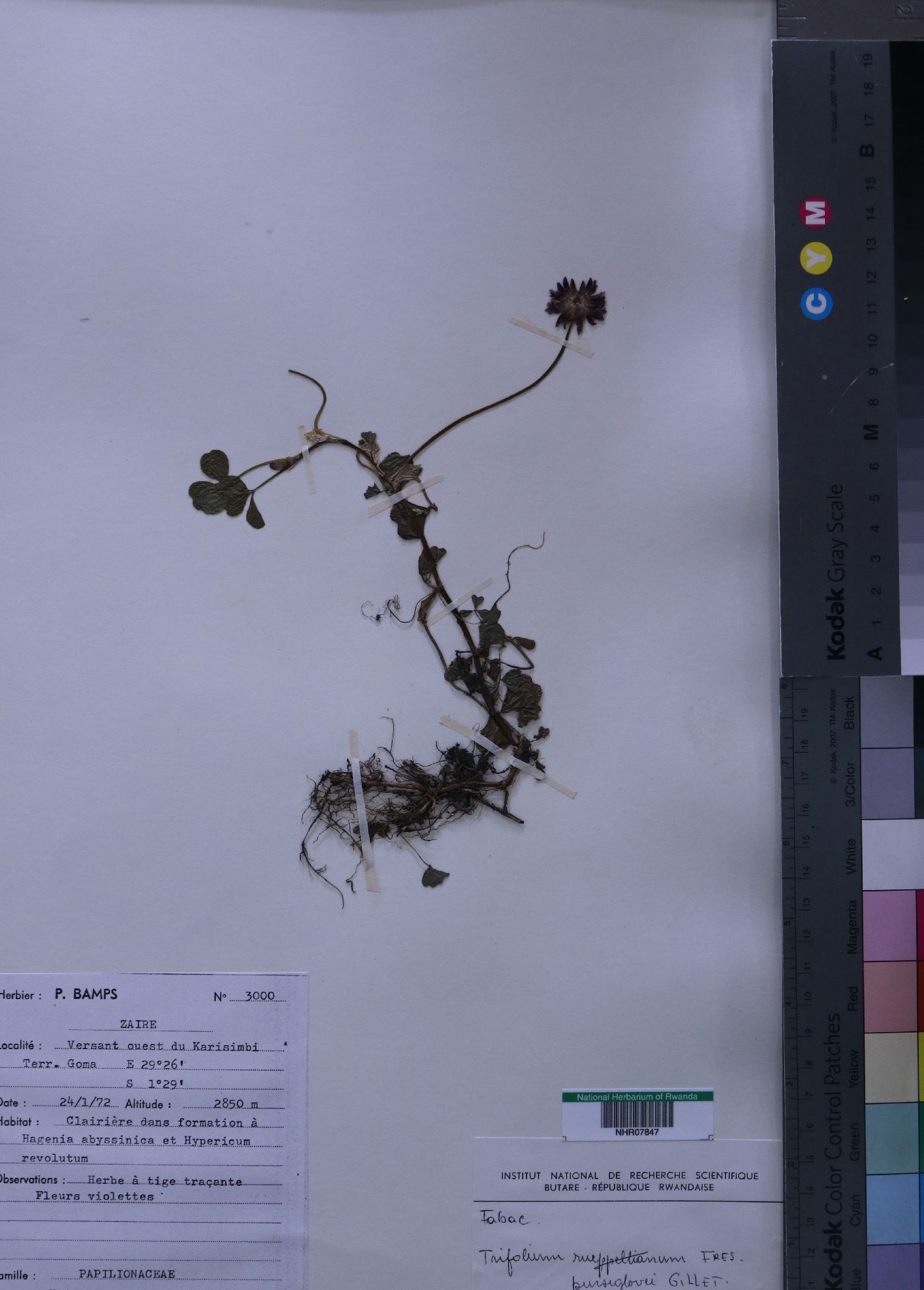 Trifolium purseglovei image