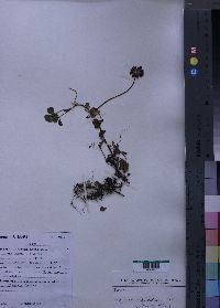 Media resource of Trifolium purseglovei