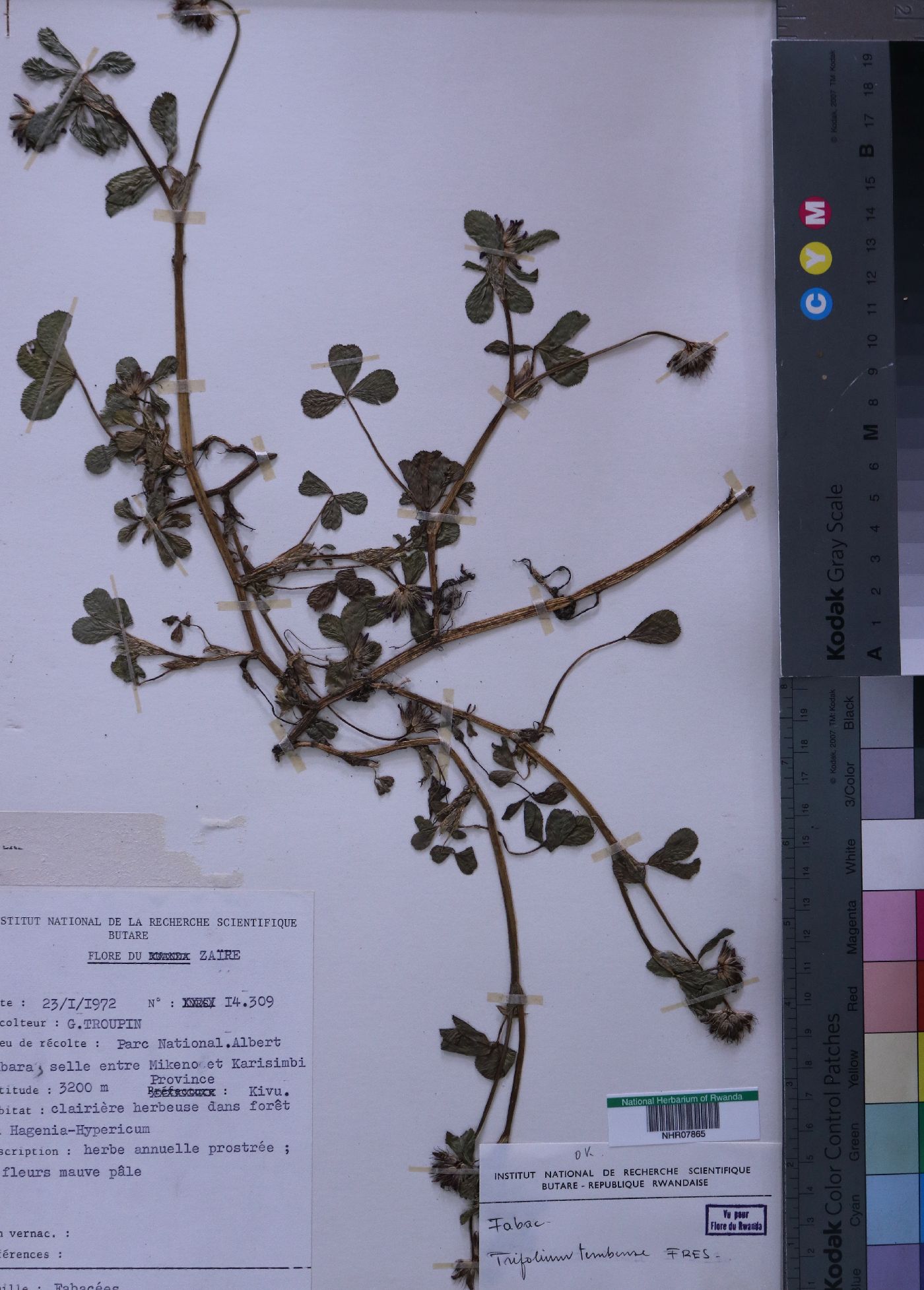 Trifolium tembense image