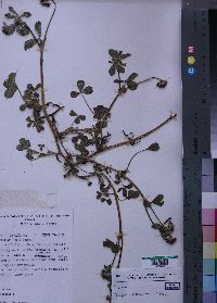 Media resource of Trifolium tembense
