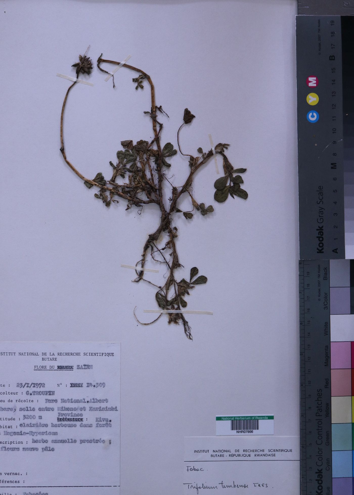 Trifolium simense image