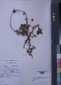 Media resource of Trifolium simense