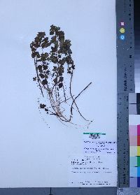 Media resource of Clinopodium simense