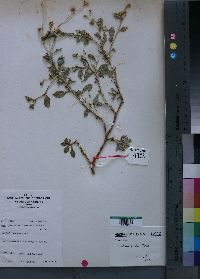 Media resource of Sida ovata