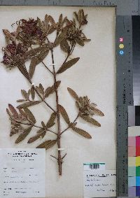 Media resource of Feliciotis ruandensis