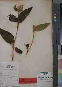 Rosettea trothae image