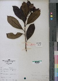 Media resource of Syzygium guineense