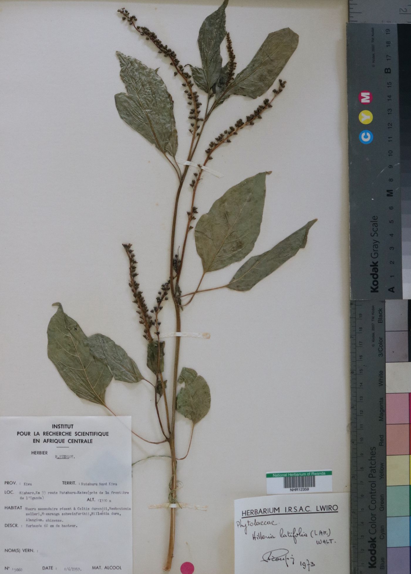 Petiveriaceae image