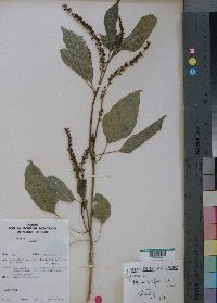 Media resource of Hilleria latifolia