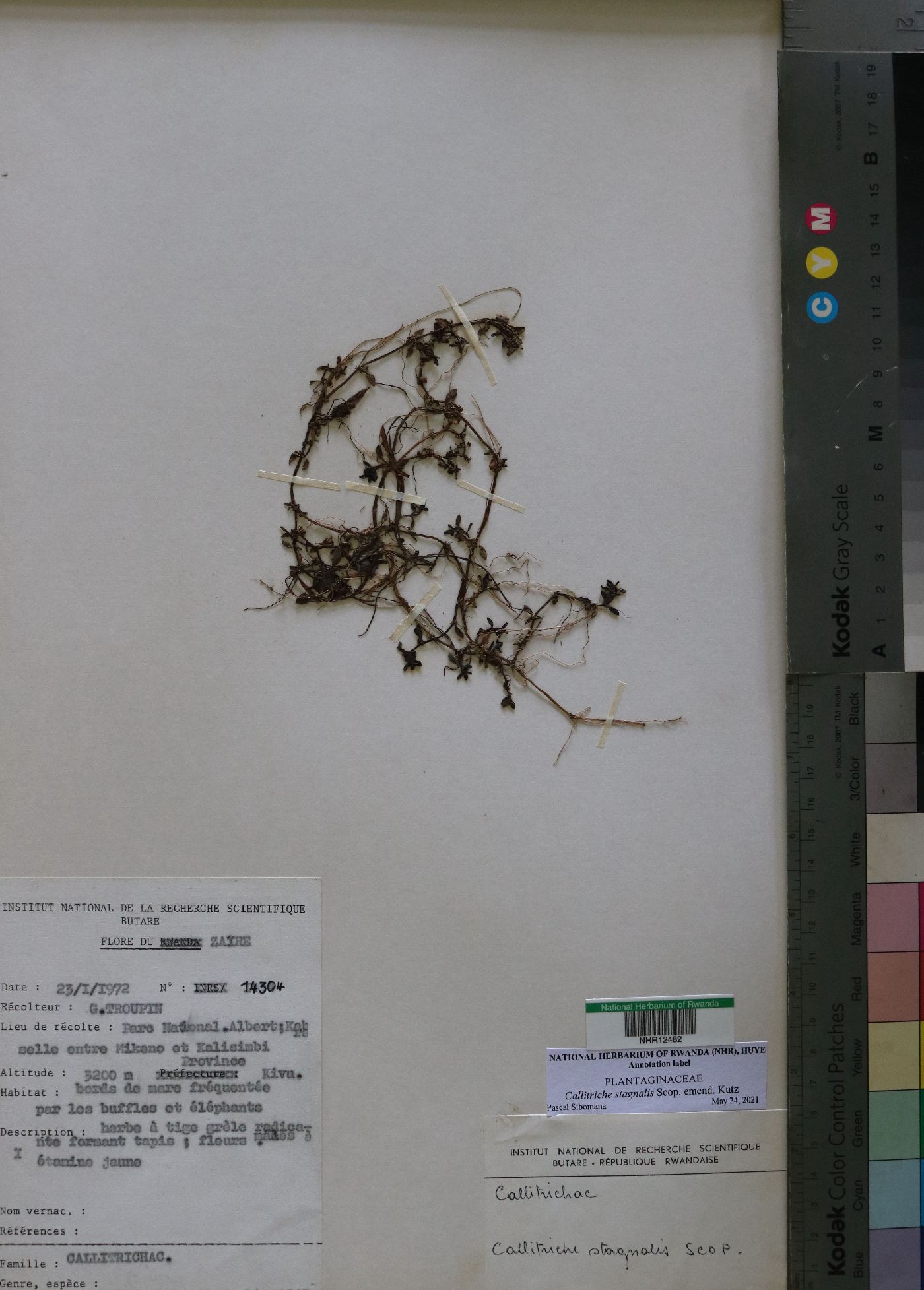 Plantaginaceae image