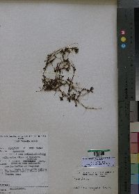 Media resource of Callitriche stagnalis