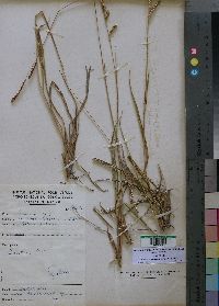 Media resource of Alloteropsis semialata