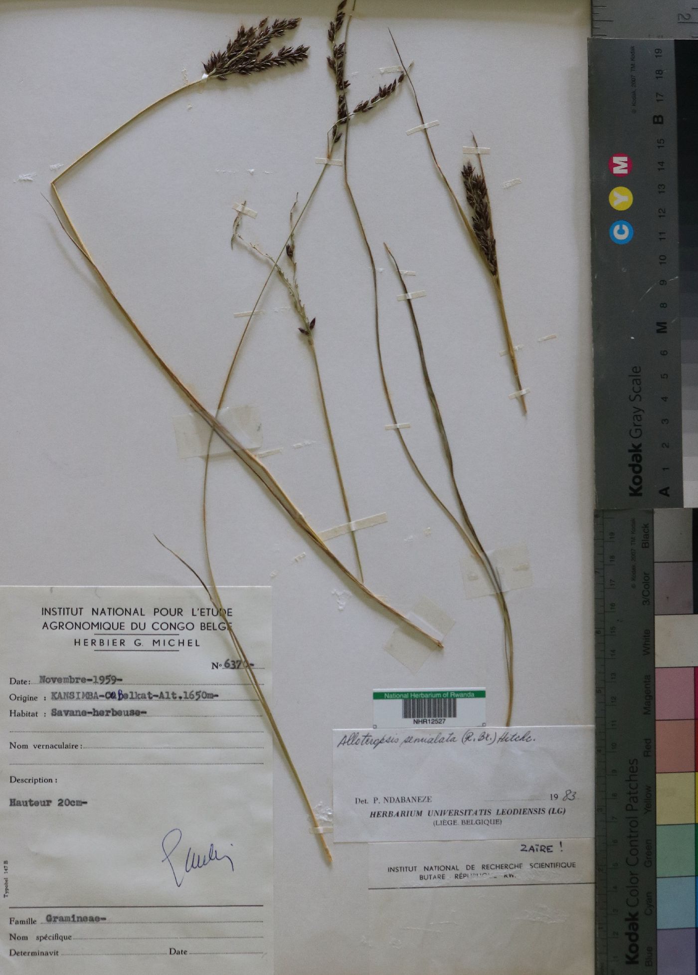 Alloteropsis semialata image