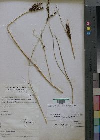 Alloteropsis semialata image