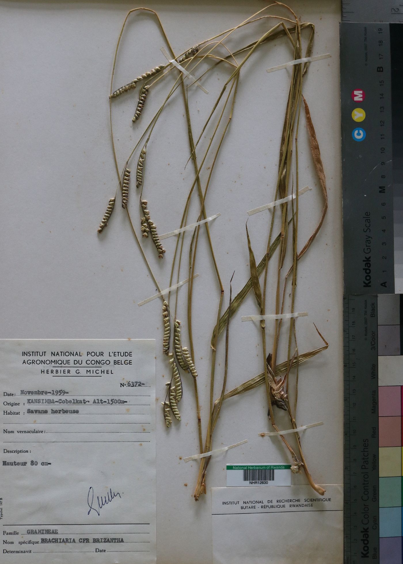 Urochloa brizantha image