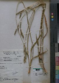 Media resource of Urochloa brizantha