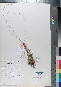 Media resource of Microchloa kunthii