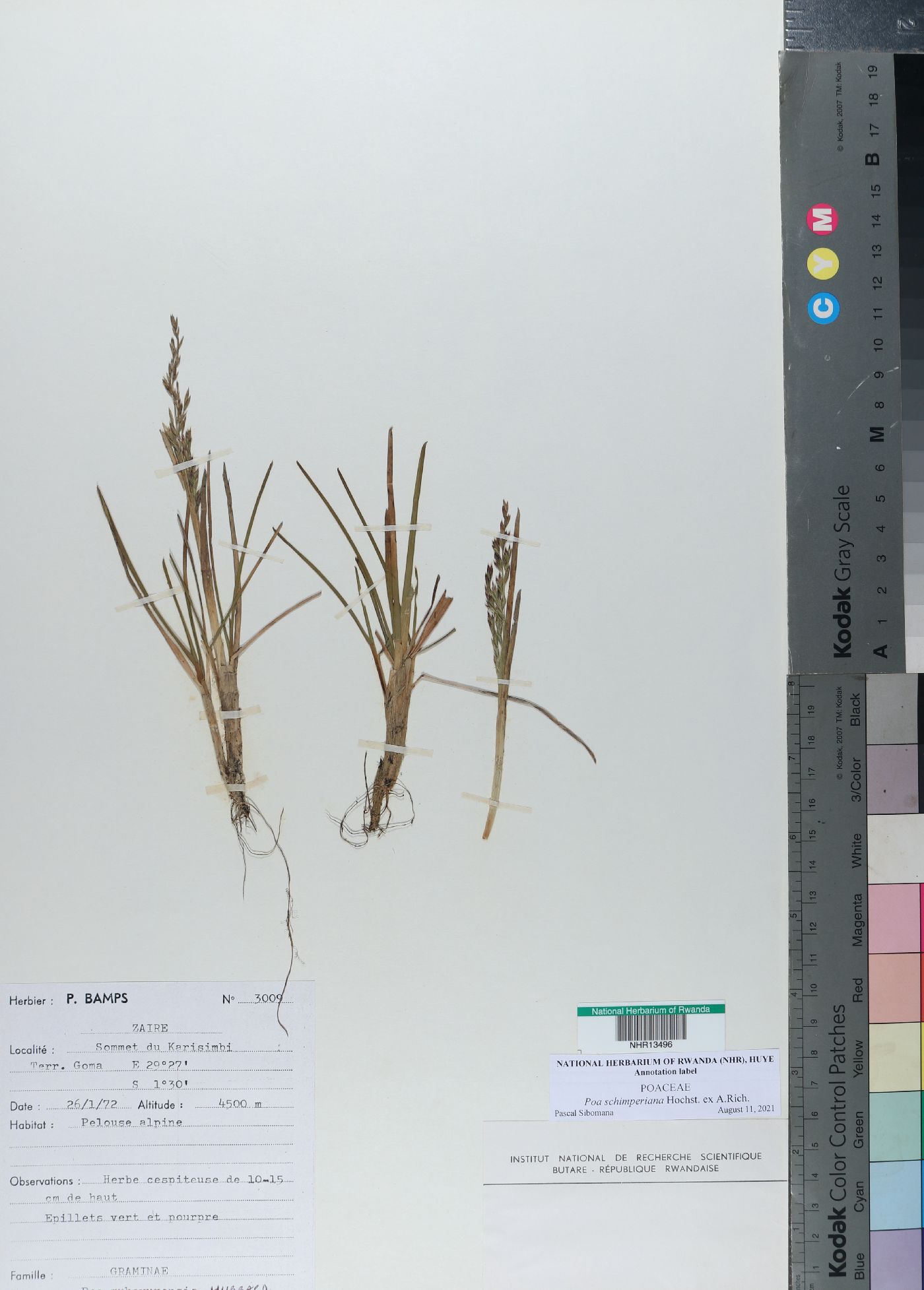 Poa schimperiana image