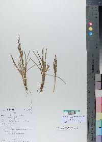 Media resource of Poa schimperiana