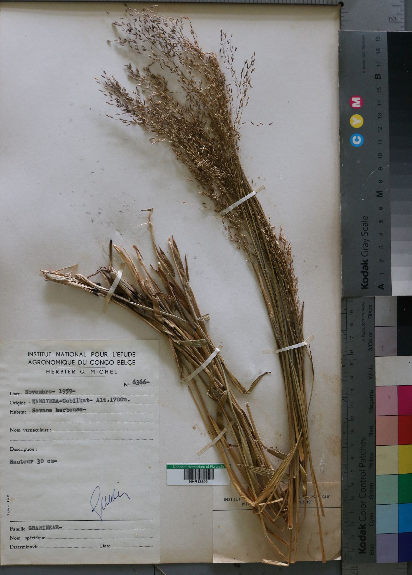 Eragrostis image