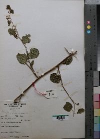 Media resource of Helinus mystacinus