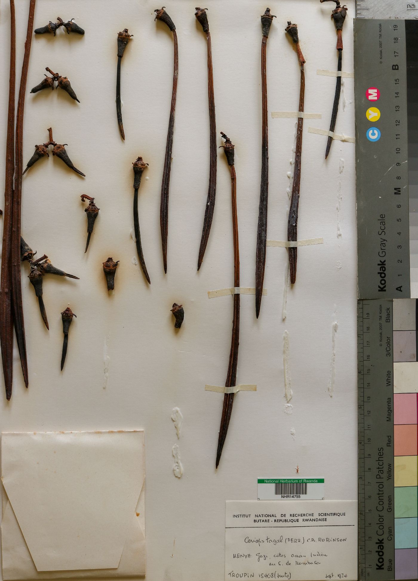 Rhizophoraceae image