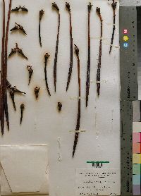 Media resource of Ceriops tagal