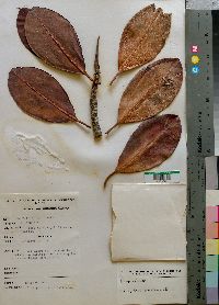 Rhizophora mucronata image