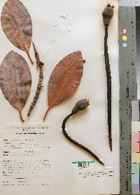 Media resource of Rhizophora mucronata