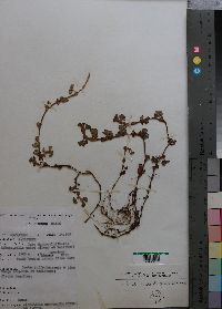 Media resource of Alchemilla cryptantha