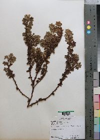 Media resource of Alchemilla johnstonii