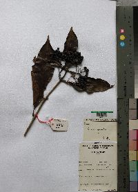 Media resource of Coptosperma graveolens