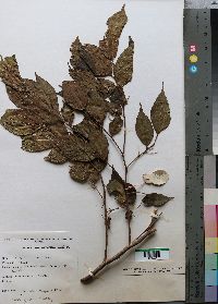 Media resource of Celtis africana
