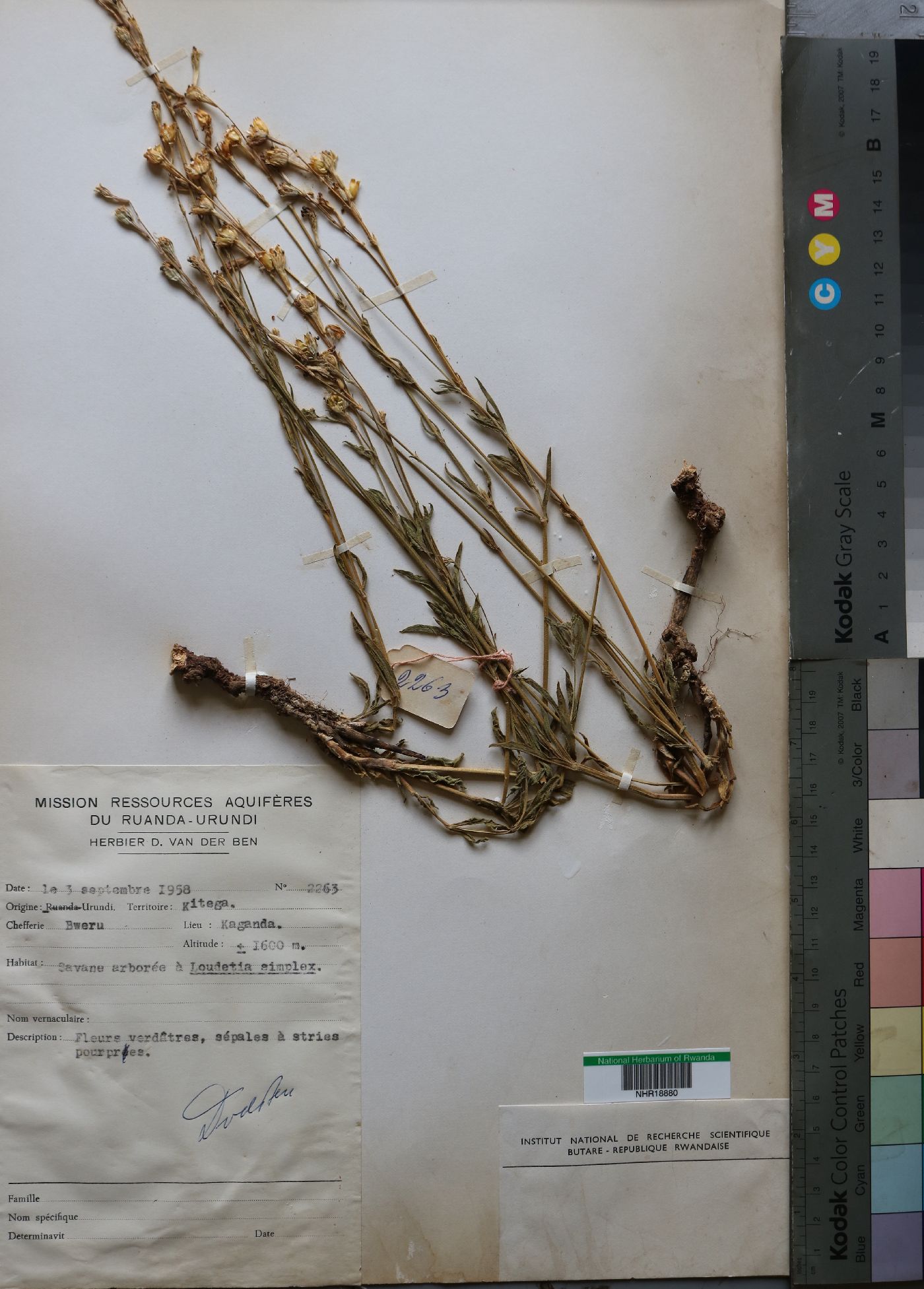 Caryophyllaceae image