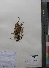 Media resource of Anogramma leptophylla