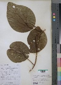 Media resource of Stephania abyssinica