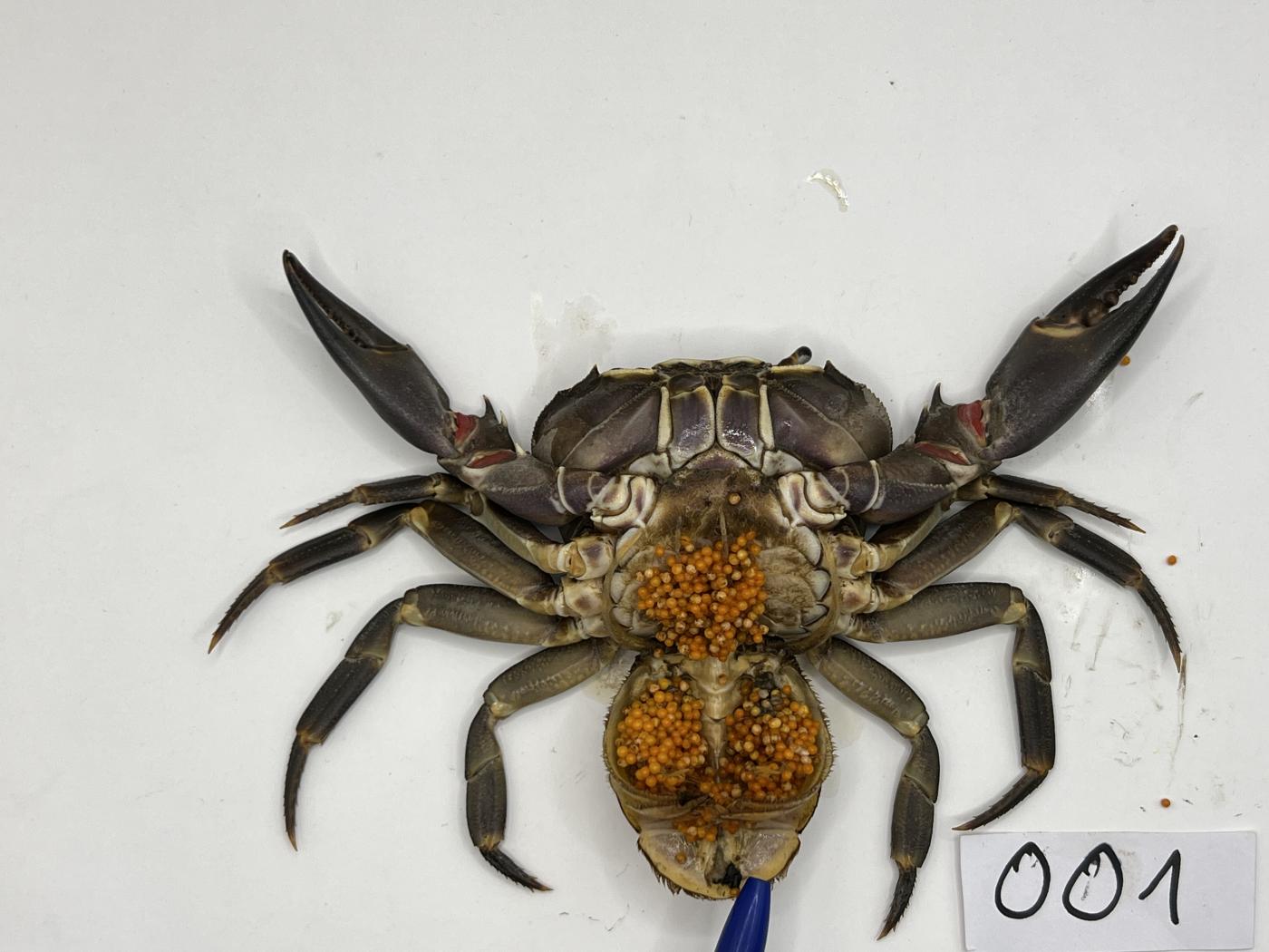 Potamonautidae image