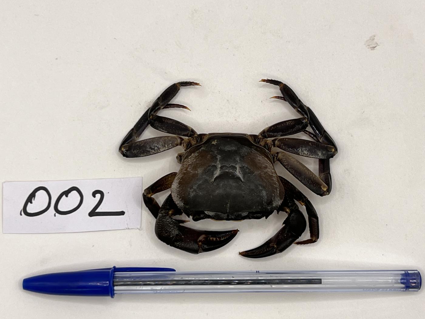 Potamonautidae image