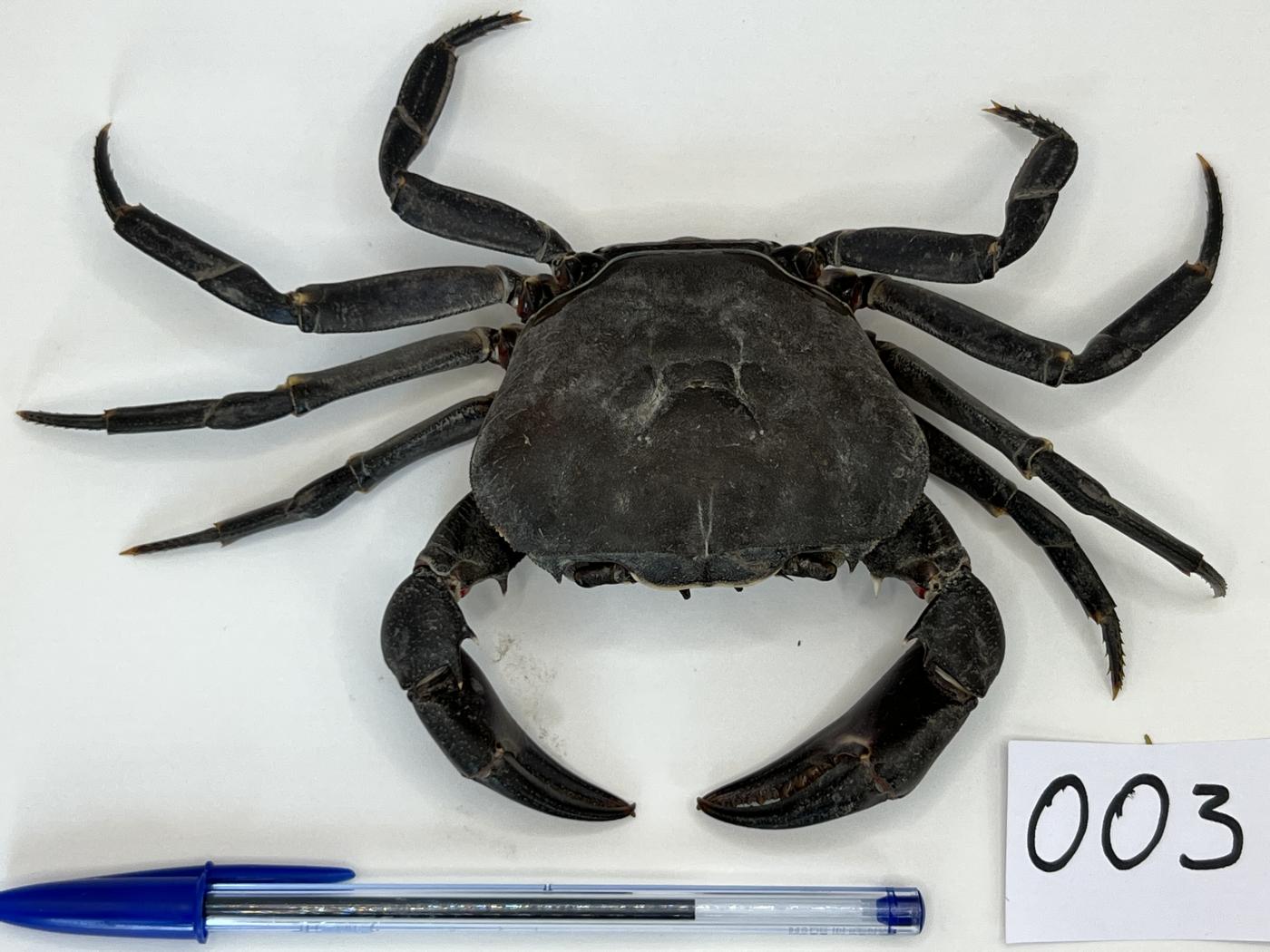 Potamonautidae image