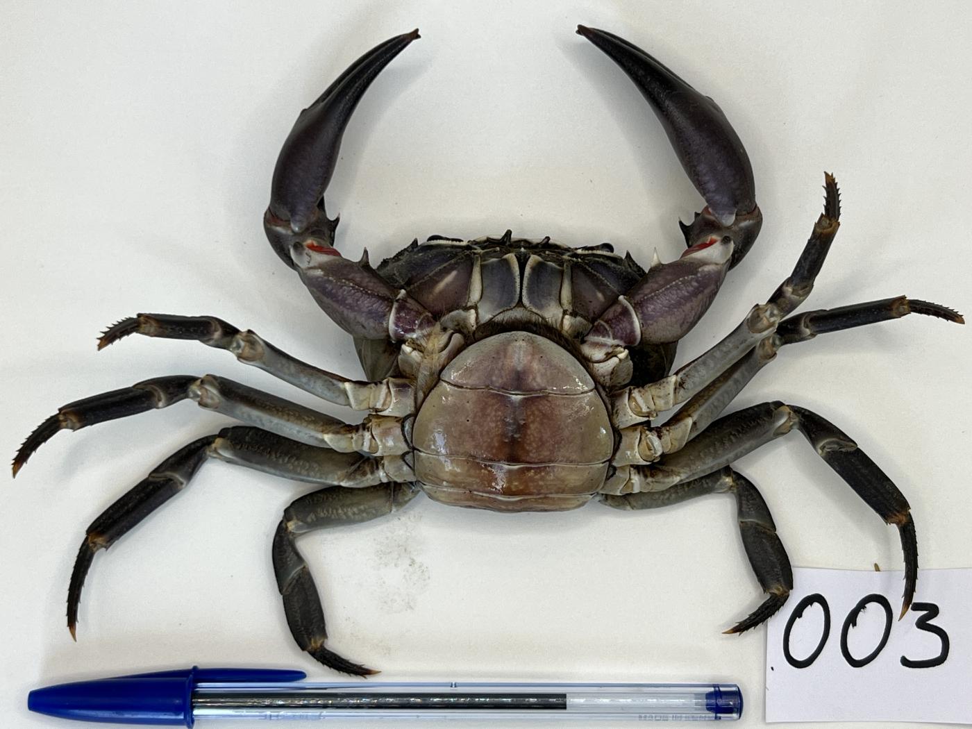 Potamonautidae image